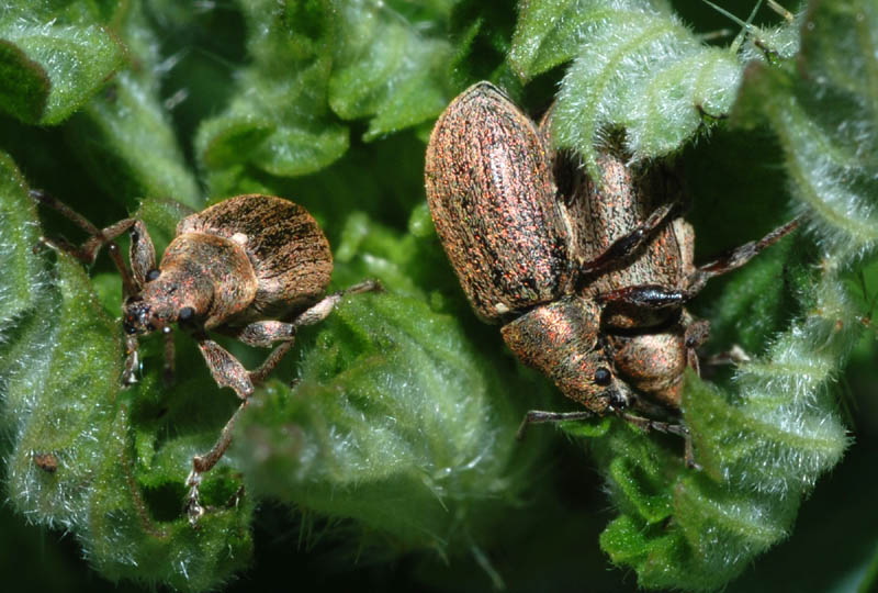 Corculionidae: Phyllobius pyri?